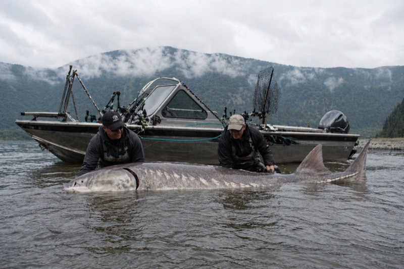 Large fish beside a guided river boat