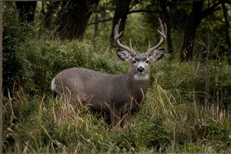 Deer in dry British Columbia interior country