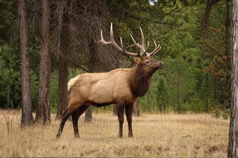 Bull elk in mountain country
