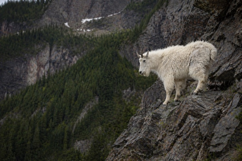 Mountain goat terrain in northern British Columbia