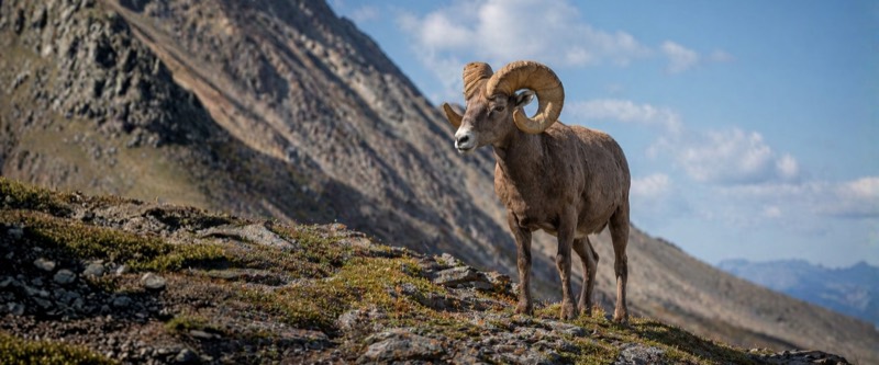 Mountain sheep on rugged alpine ridge in British Columbia
